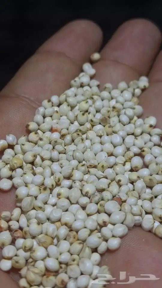 ذره بيضا يمني سعر 180..50ك 1