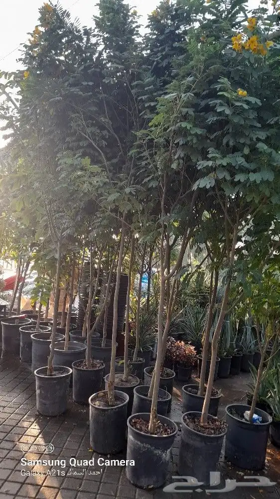 مزرعة الياسمين 8