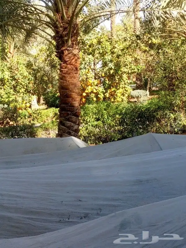 تكريب وتشذيب النخل العربي والواشنطني جميع المقاسات 1