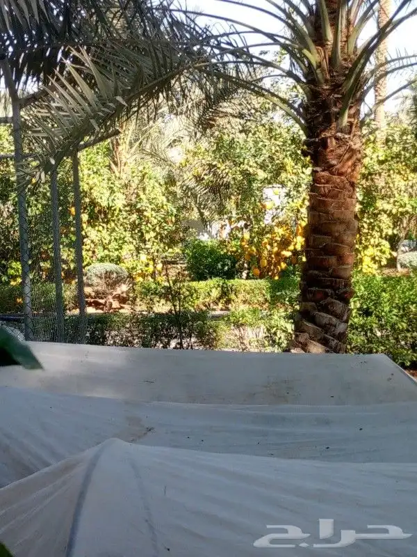 تكريب وتشذيب النخل العربي والواشنطني جميع المقاسات 0