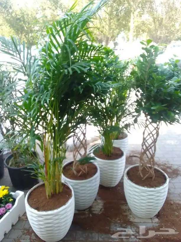 تنسيق حدائق وزراعة 2