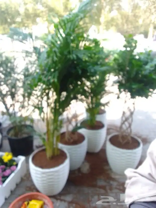 تنسيق حدائق وزراعة 3