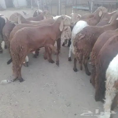 جبر ناهي سواكني اوزان فوق ال 45 1
