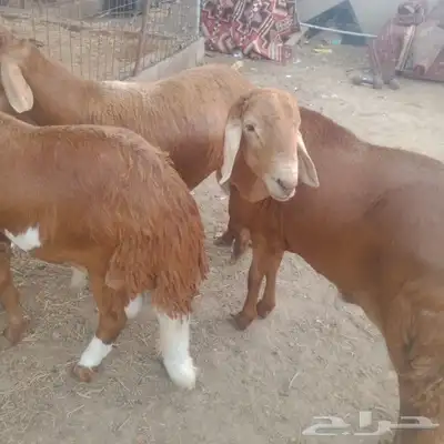 جبر ناهي سواكني اوزان فوق ال 45 2