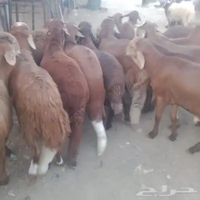 جبر ناهي سواكني اوزان فوق ال 45 3