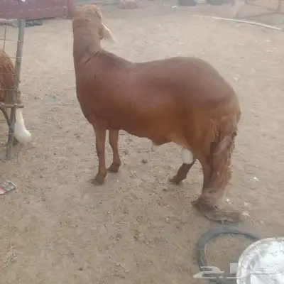 جبر ناهي سواكني اوزان فوق ال 45 0