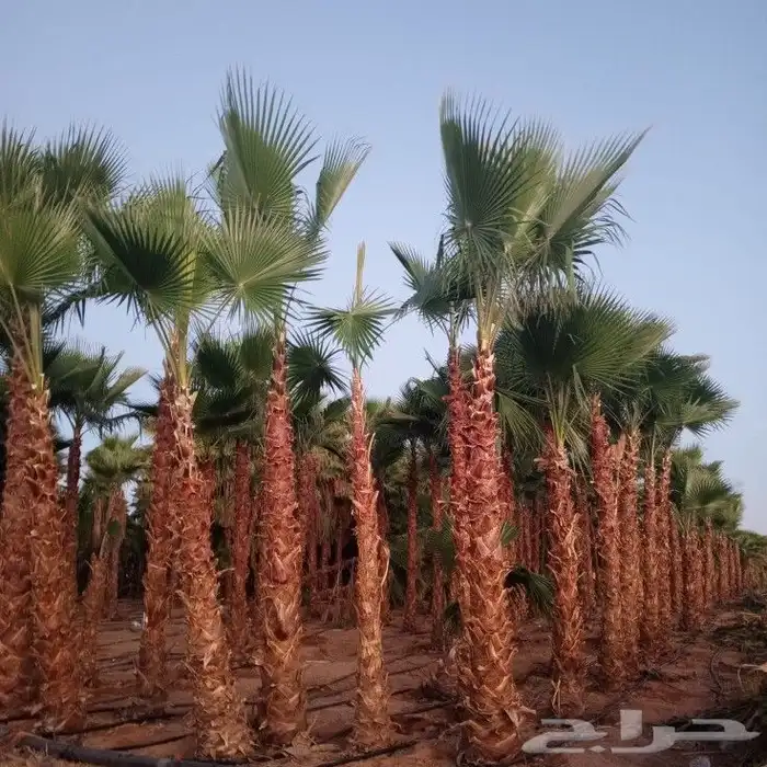 من أفضل أنواع الزيتون الجوف زيتون المليون شجرة منتج 7