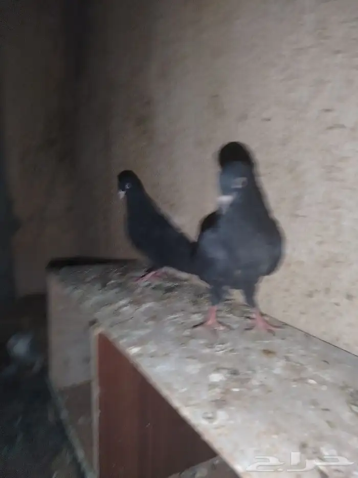 طيور طبات معروف راعيه 3