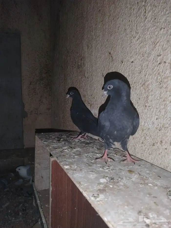 طيور طبات معروف راعيه 0
