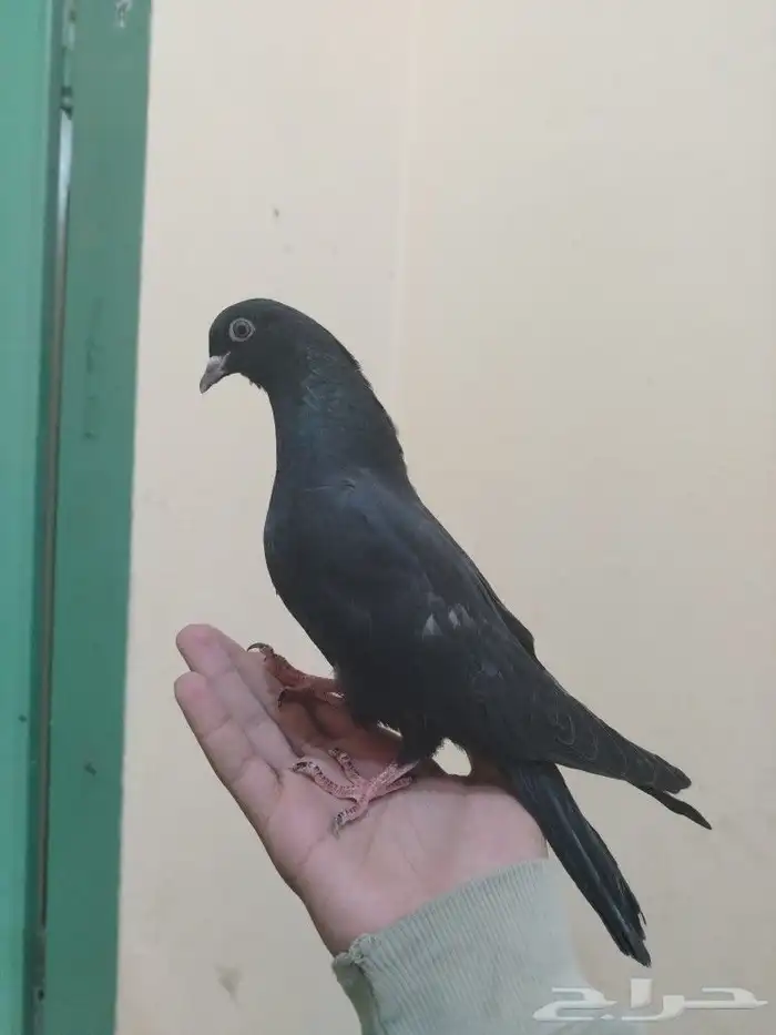 طيور طبات معروف راعيه 7