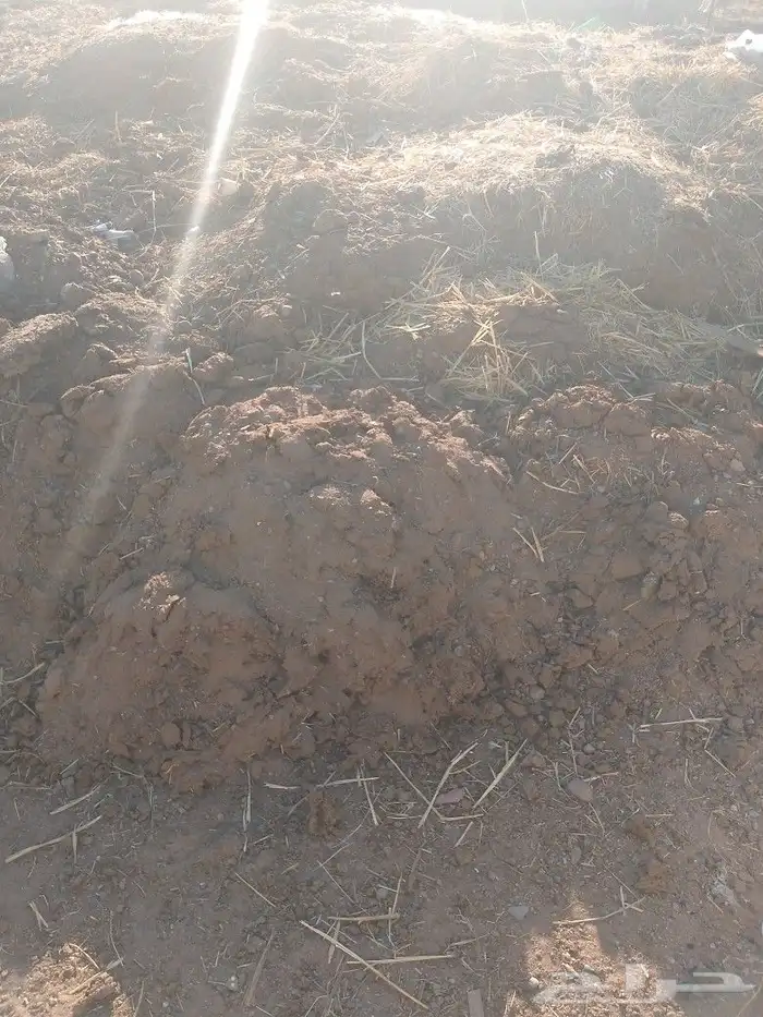 دمن بقر سماد عضوي 1