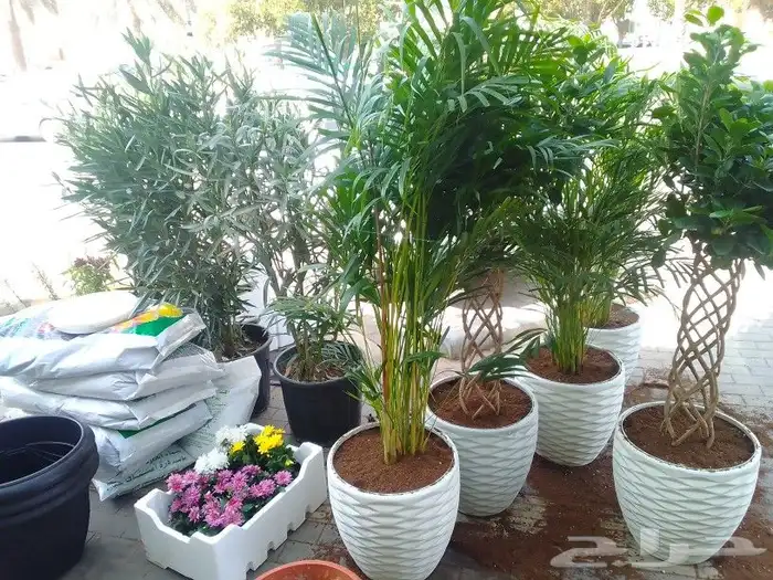 تنسيق حدائق وزراعة 0