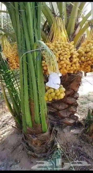 نخل فسائل جميع الانواع والاحجام بالقصيم 3
