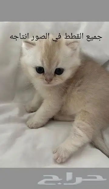 قط ذكر سكوتش فولد الذهبي للتزاوج 7