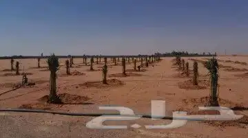 نقوم بشغل جميع انواع النخيل عربي وشنطني قلع غرس تكريب تحويض 2