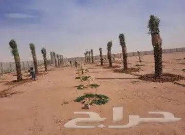 نقوم بشغل جميع انواع النخيل عربي وشنطني قلع غرس تكريب تحويض 5