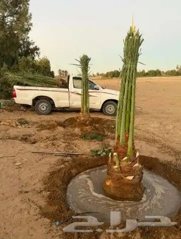 نقوم بشغل جميع انواع النخيل عربي وشنطني قلع غرس تكريب تحويض 7