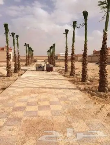 نقوم بشغل جميع انواع النخيل عربي وشنطني قلع غرس تكريب تحويض 6