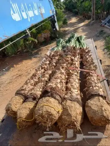 نقوم بشغل جميع انواع النخيل عربي وشنطني قلع غرس تكريب تحويض 1