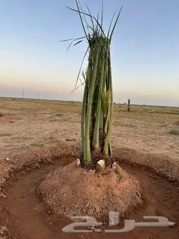 نخل فسائل جميع الانواع والاحجام بالقصيم 2