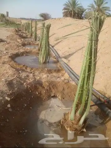 نقوم بشغل جميع انواع النخيل عربي وشنطني قلع غرس تكريب تحويض 0