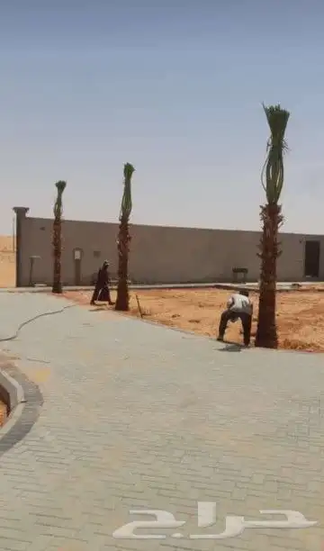 نقوم بشغل جميع انواع النخيل عربي وشنطني قلع غرس تكريب تحويض 9