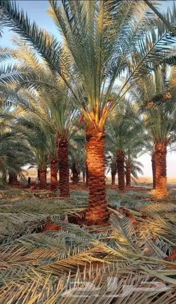 نقوم بشغل جميع انواع النخيل عربي وشنطني قلع غرس تكريب تحويض 8