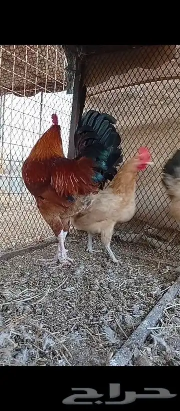 ديك بلدي اصيل تم البيع 4