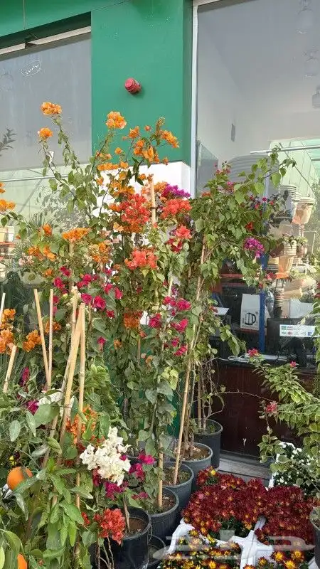 ياسمين هندي جهنميات جميع المقاسات شجره الكنه نوصل لاجميع الم 4