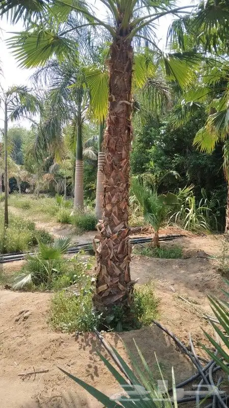 نخل واشنطونيا زينه 3