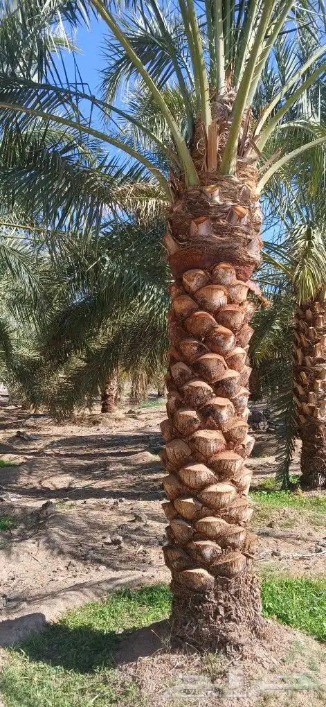 نخل ثلاثه امتار نخل نضيف وسعر مناسب 6