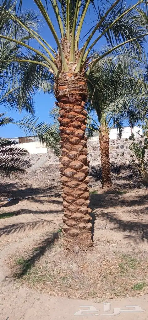 نخل ثلاثه امتار نخل نضيف وسعر مناسب 9