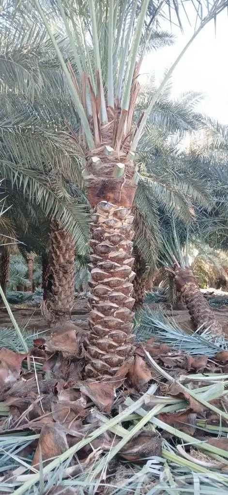 نخل ثلاثه امتار نخل نضيف وسعر مناسب 4