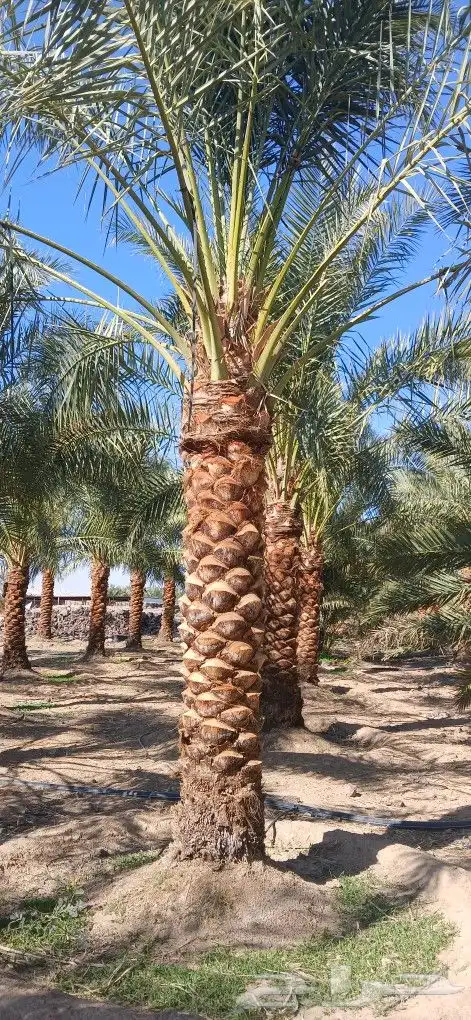 نخل ثلاثه امتار نخل نضيف وسعر مناسب 7