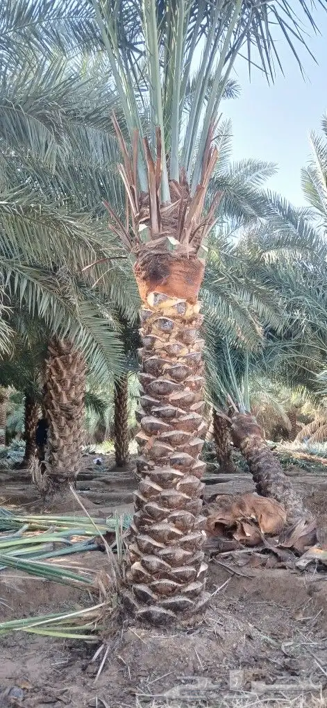 نخل ثلاثه امتار نخل نضيف وسعر مناسب 2