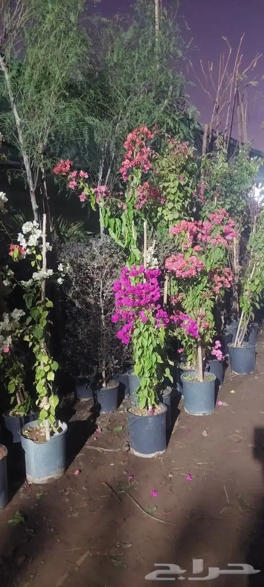 ياسمين هندي جهنميات جميع المقاسات شجره الكنه نوصل لاجميع الم 0