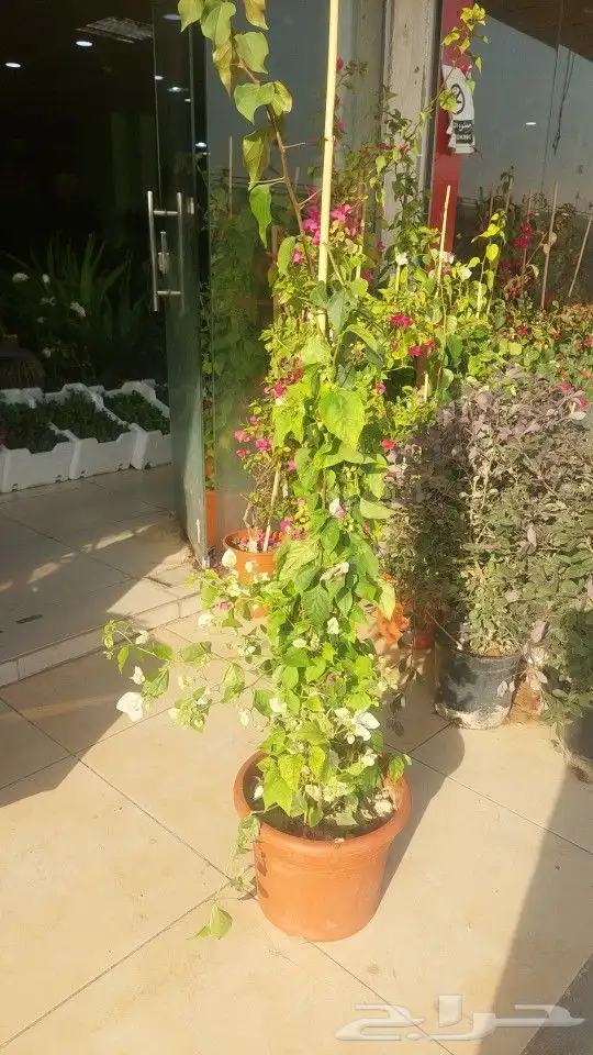 ياسمين هندي جهنميات جميع المقاسات شجره الكنه نوصل لاجميع الم 8