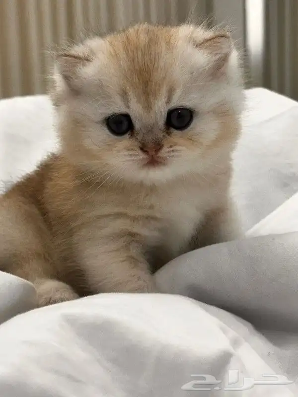 قط ذكر سكوتش فولد الذهبي للتزاوج 10