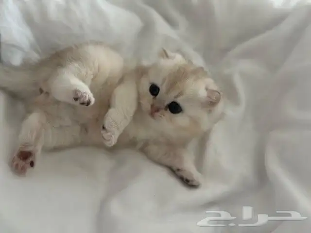 قط ذكر سكوتش فولد الذهبي للتزاوج 9