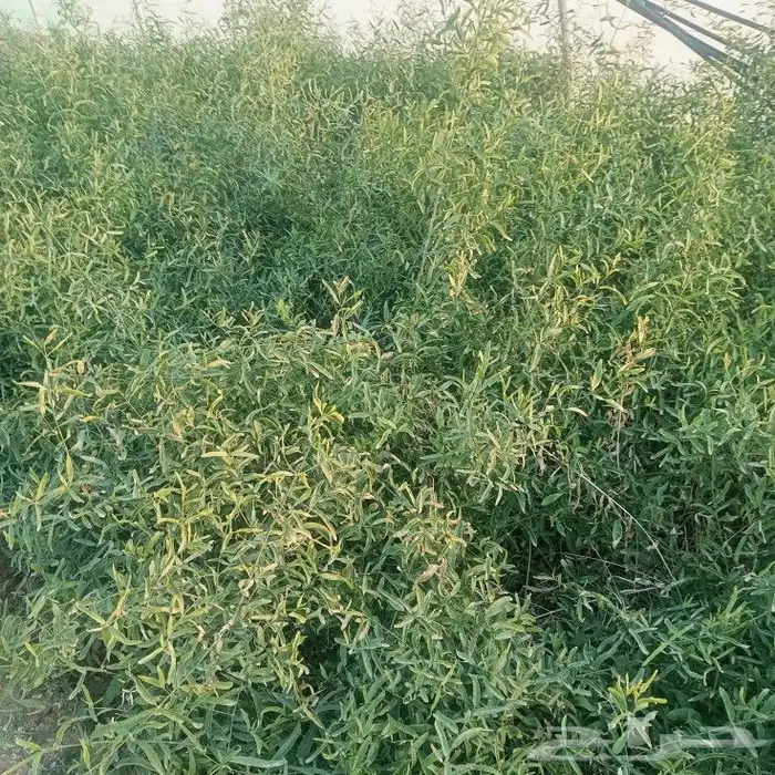 متوفر لدينا شجره ارك والاسم العام سواك سعر الحبه 5 ريال 0