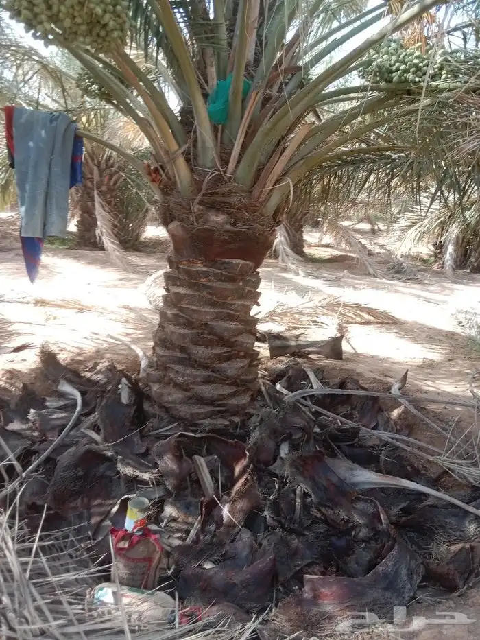 تكريب وتنضيف النخيل تشويك تلقيح 3