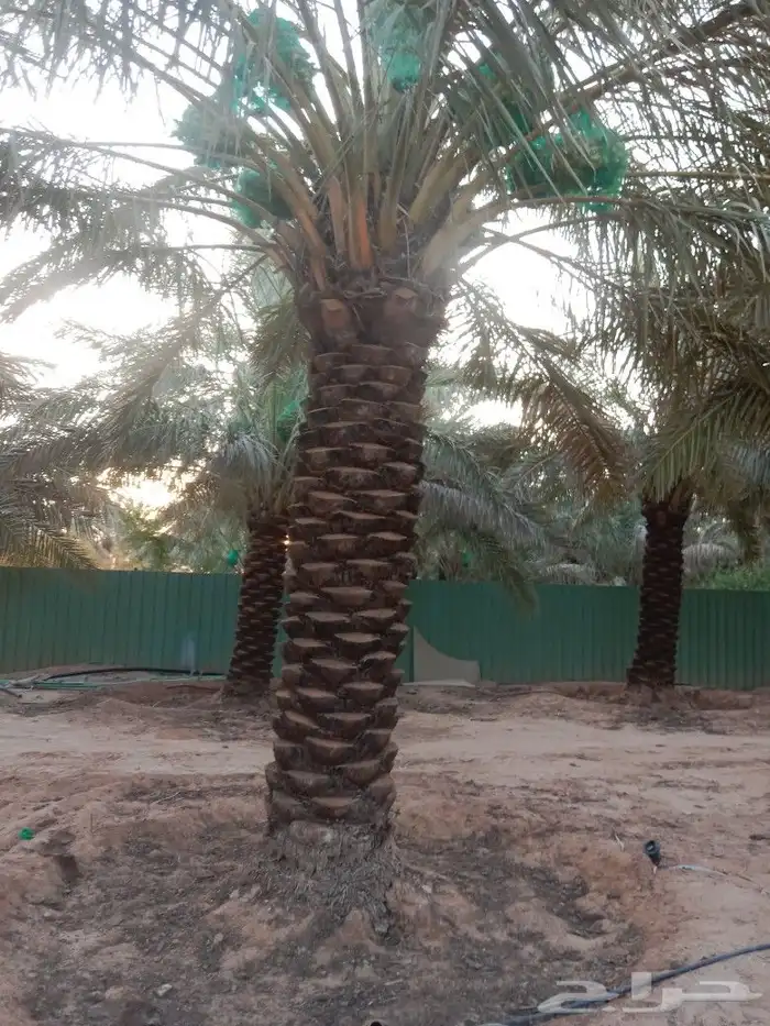 تكريب وتنضيف النخيل تشويك تلقيح 1