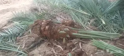 يوجد لدينا جميع انواع انخيل 4