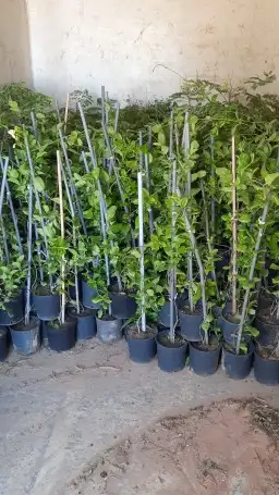 تنسيق حدائق 4