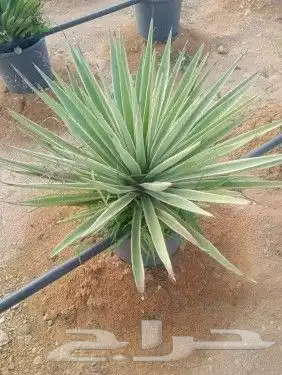 تنسيق حدائق 0