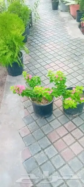 تنسيق حدائق 6