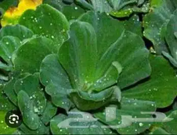 شتلات تمر الهند مطعمة و8 شتلات من تايلند نادر 24