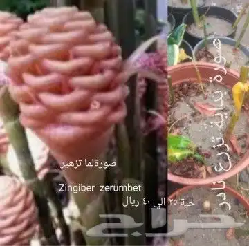 شتلات تمر الهند مطعمة و8 شتلات من تايلند نادر 4
