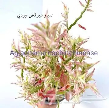 شتلات تمر الهند مطعمة و8 شتلات من تايلند نادر 27