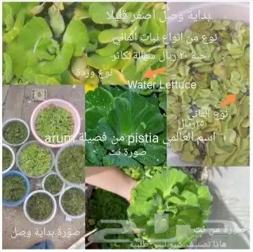 شتلات تمر الهند مطعمة و8 شتلات من تايلند نادر 8